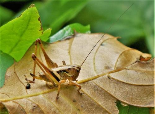 Réf. 243 582 : Pholidoptera griseoaptera